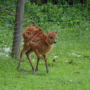 Sitatunga (Tragelaphus spekii)