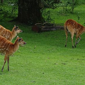 Sitatunga (Tragelaphus spekii)