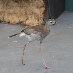 Red Legged Seriema (Twiggy)