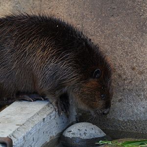 North American Beaver (Walnut)