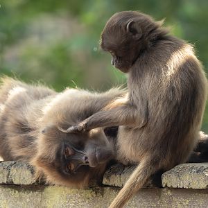 Gelada : Colchester Zoo : 21 Jun 2024