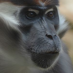 Collared mangabey : Colchester Zoo : 21 Jun 2024