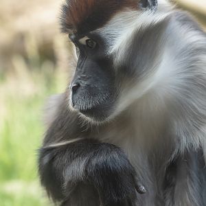 Collared mangabey : Colchester Zoo : 21 Jun 2024