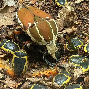 Ugandan flower beetle; Garden fruit chafer : Whipsnade Zoo : 16 Jun 2024