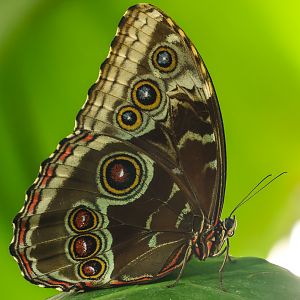 Blue morpho : Whipsnade Zoo : 16 Jun 2024