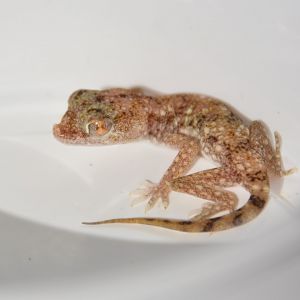 Slevin's sand gecko (Stenodactylus slevini)