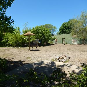 5/25/2024 - Hartmann's Mountain Zebra Exhibit