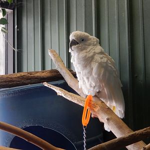 5/25/2024 - White Umbrella Cockatoo