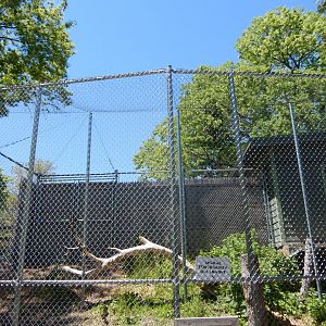 5/25/2024 - Arctic Fox Exhibit
