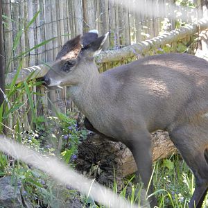 5/25/2024 - Tufted Deer