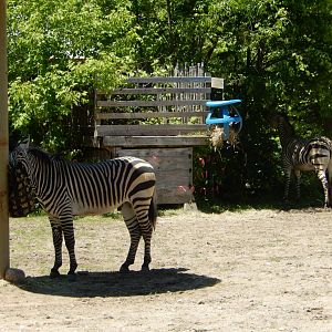5/25/2024 - Hartmann's Mountain Zebras