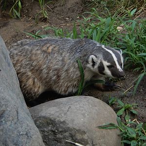 6/23/2024 - Wisconsin's State Animal