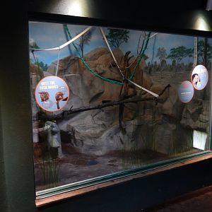 6/23/2024 - Greater Galago Exhibit
