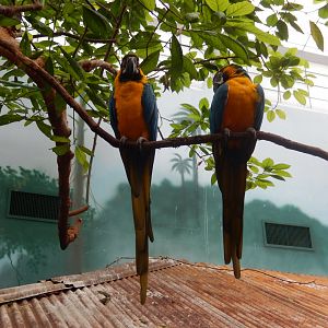 6/23/2024 - Blue & Yellow Macaws
