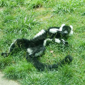 6/23/2024 - Sunbathing