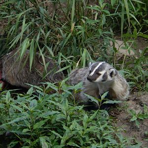 6/23/2024 - American Badgers