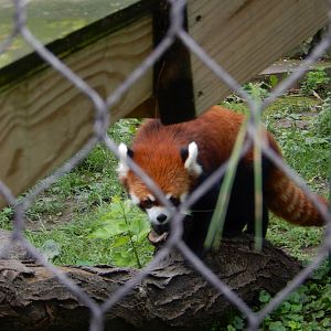 6/23/2024 - Red Panda