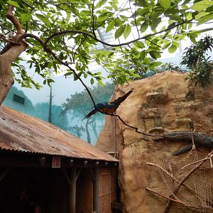 6/23/2024 - New Macaw Vine