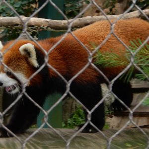 6/23/2024 - Red Panda