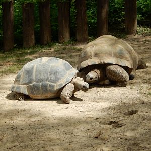 6/23/2024 - Aldabra Tortoises