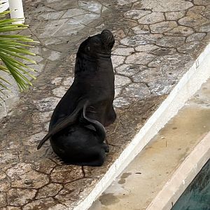 Male Patagonian Sea Lion