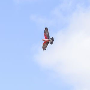 Northern Galah, Eolophus roseicapilla kuhli