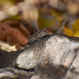 Lined Rainbow Skink, Carlia jarnoldae