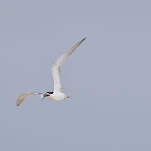Great Crested Tern