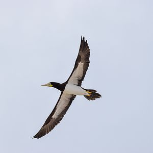 Brown Booby