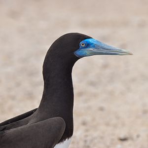 Brown Booby