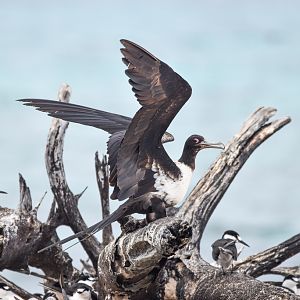 Lesser Frigatebird