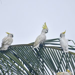 Sulphur-crested Cockatoos