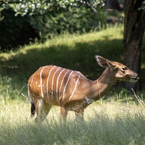 Nyala