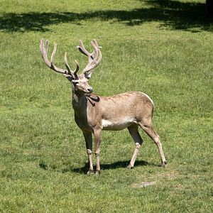 Bactrian Deer