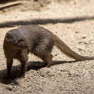 Dwarf Mongoose