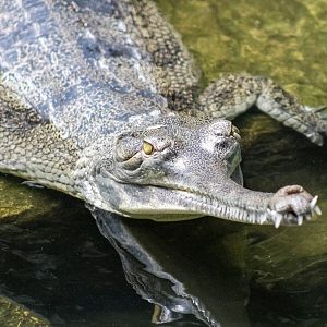 Gharial