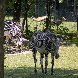 Grevy's Zebra and Thomson Gazelles