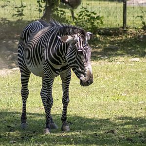 Grevy's Zebra