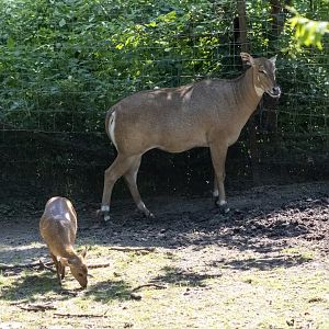 Nilgai and Hog Deer