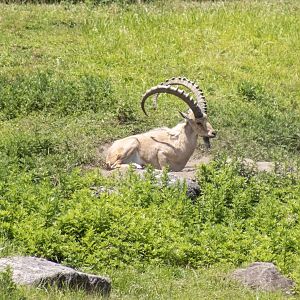 Nubian Ibex