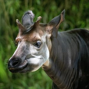 Okapi