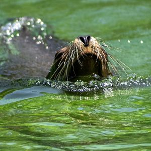California Sea Lion