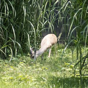 Slender Horned Gazelle
