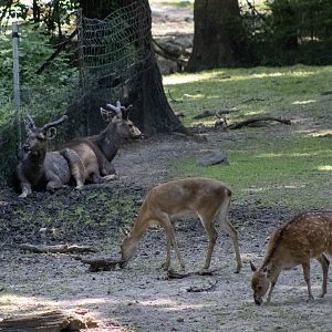 Sambar, Barasingha (?), and Hog Deer (?)