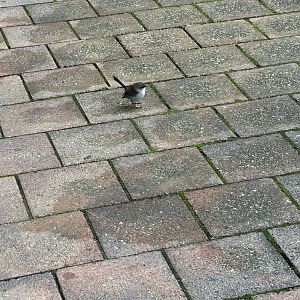 Wrens wherever you look!