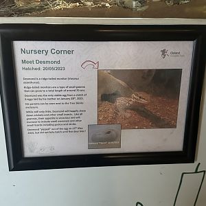 Meet Desmond the baby Ridge Tailed Monitor