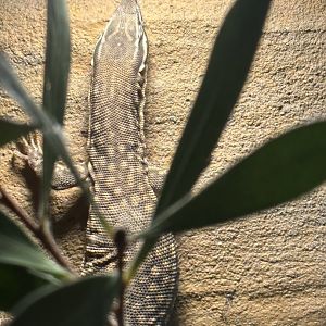 Desmond the Ridge Tailed Monitor