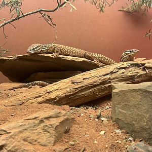 Parent Ridge Tailed Monitors