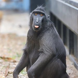 Celebes crested macaque