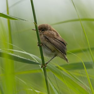 Reed warbler juvenile, wild, UK